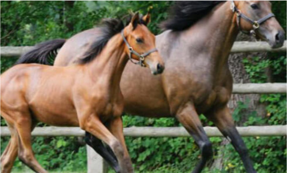 Compléments alimentaires pour chevaux